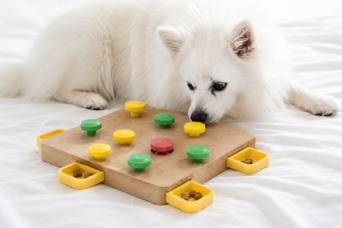 Brinquedos que Estimulam a Inteligência dos Pets