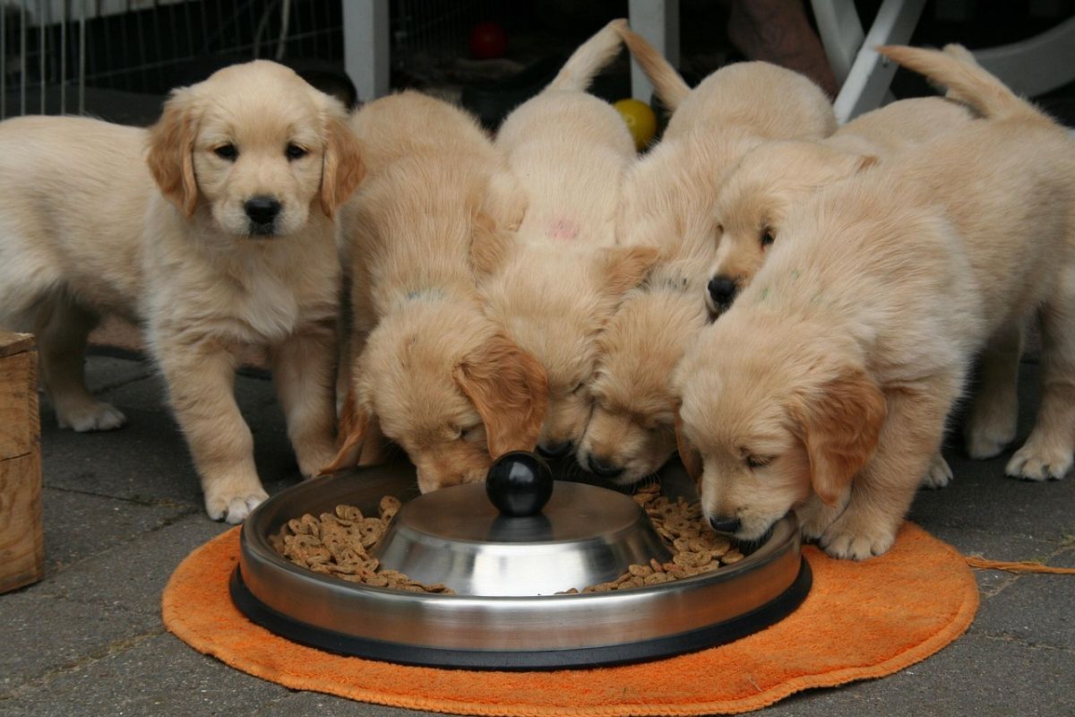 Ração ou Comida Caseira? Descubra o Melhor para Seu Pet