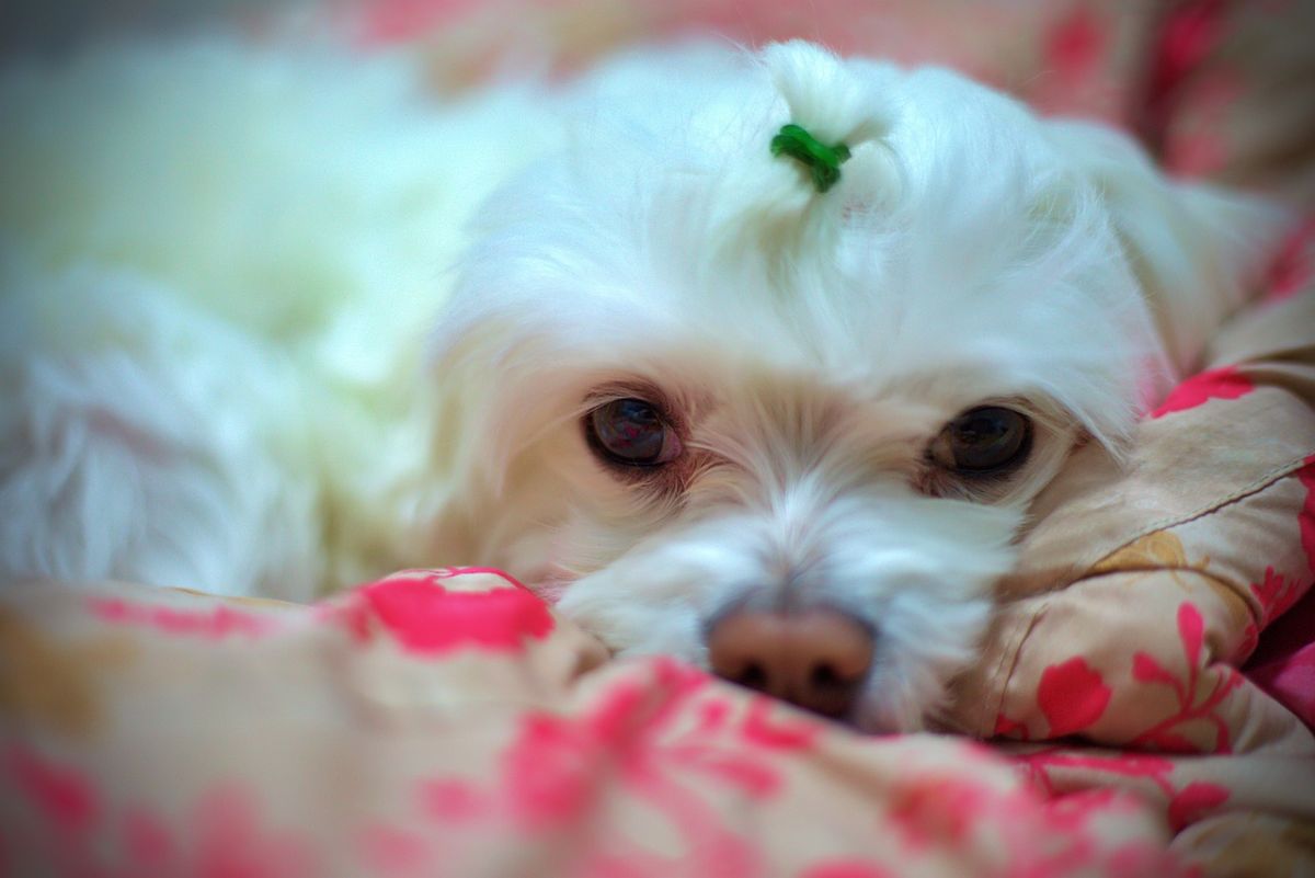 Como Escolher a Caminha Ideal para Seu Cachorro