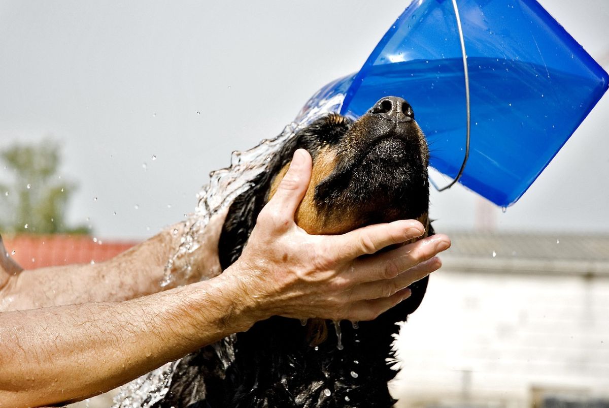 10 Erros Comuns na Higiene dos Pets