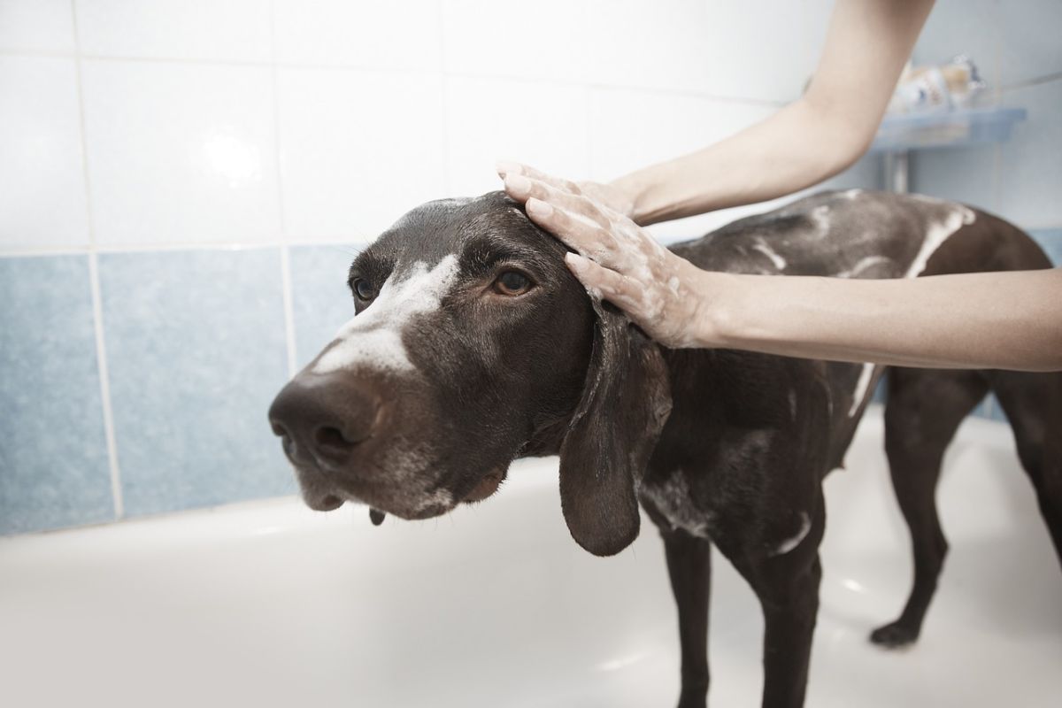 10 Erros Comuns na Higiene dos Pets que Você Deve Evitar