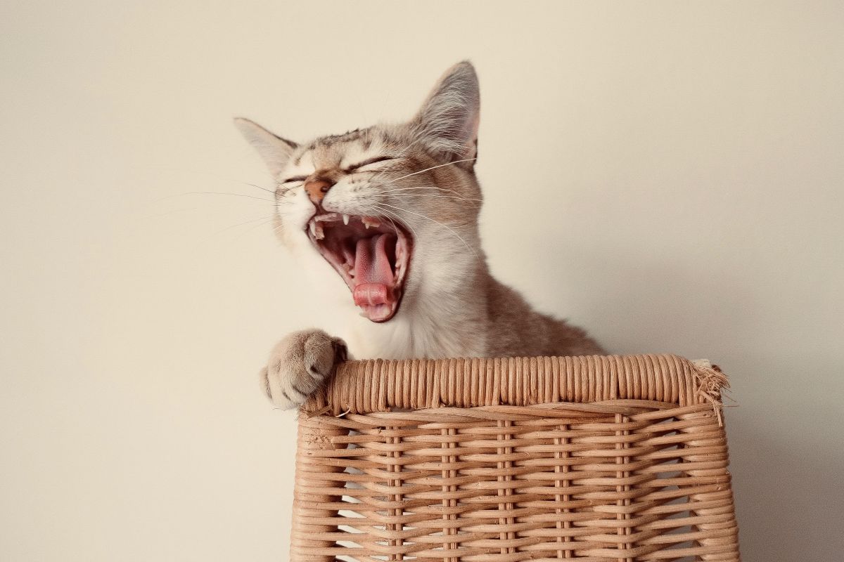 Gato Está Estressado