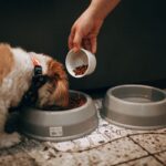 Petiscos Saudáveis para Cães: 7 Receitas que Eles Amam