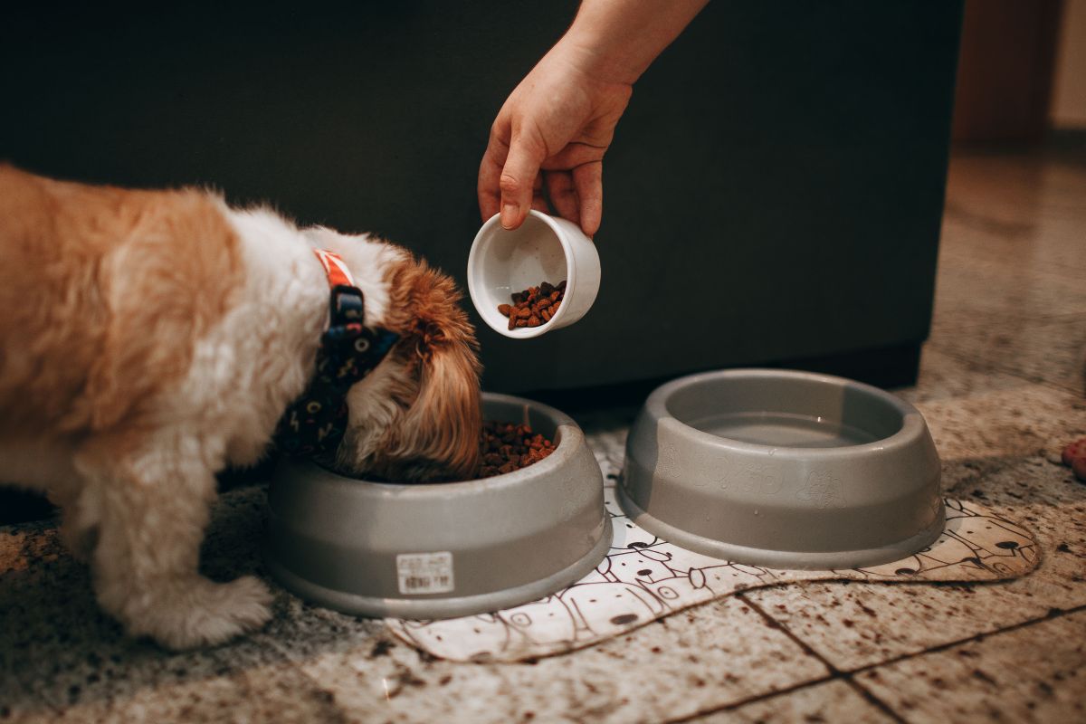 Petiscos Saudáveis para Cães: 7 Receitas que Eles Amam