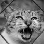 Gato Está Estressado