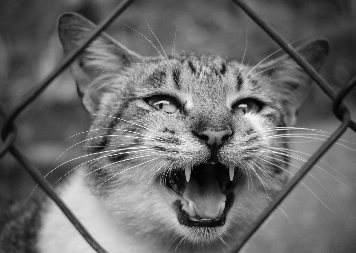 Gato Está Estressado