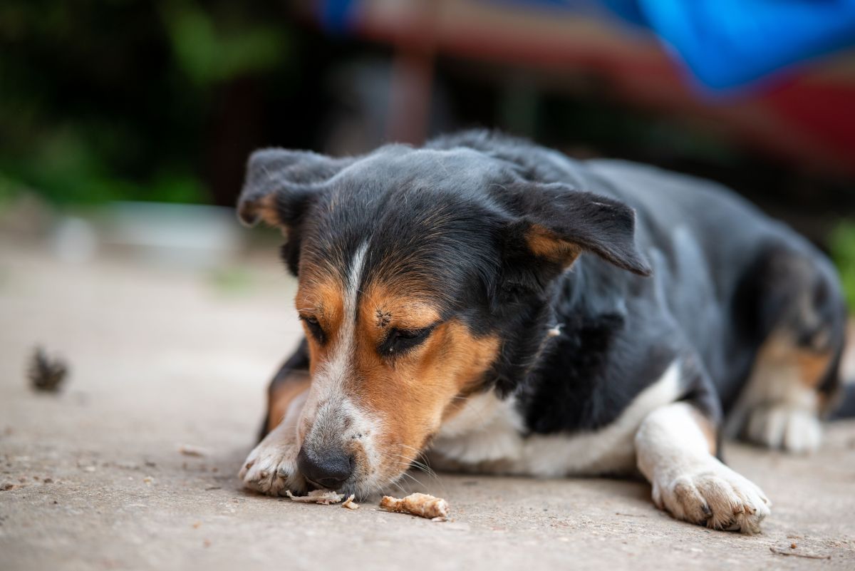 Petiscos Saudáveis para Cães