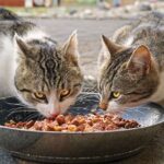 Alimentação Equilibrada: Guia Completo para Gatos