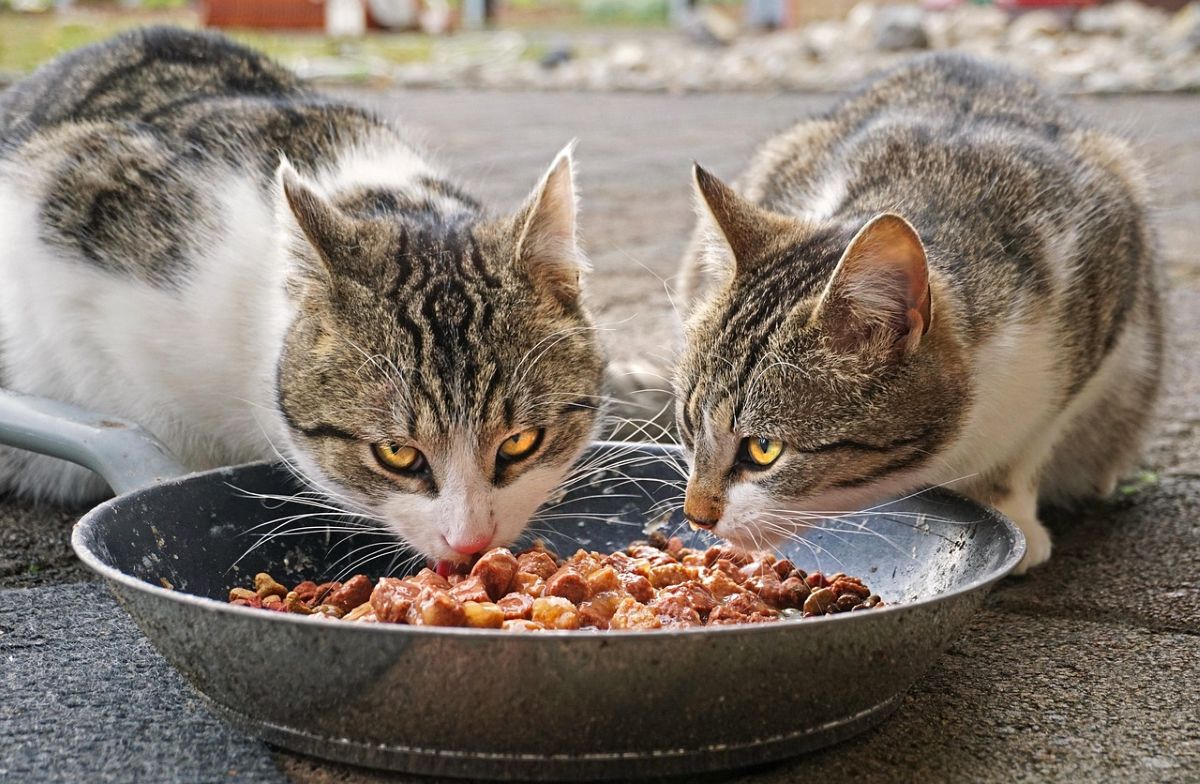 Alimentação Equilibrada: Guia Completo para Gatos