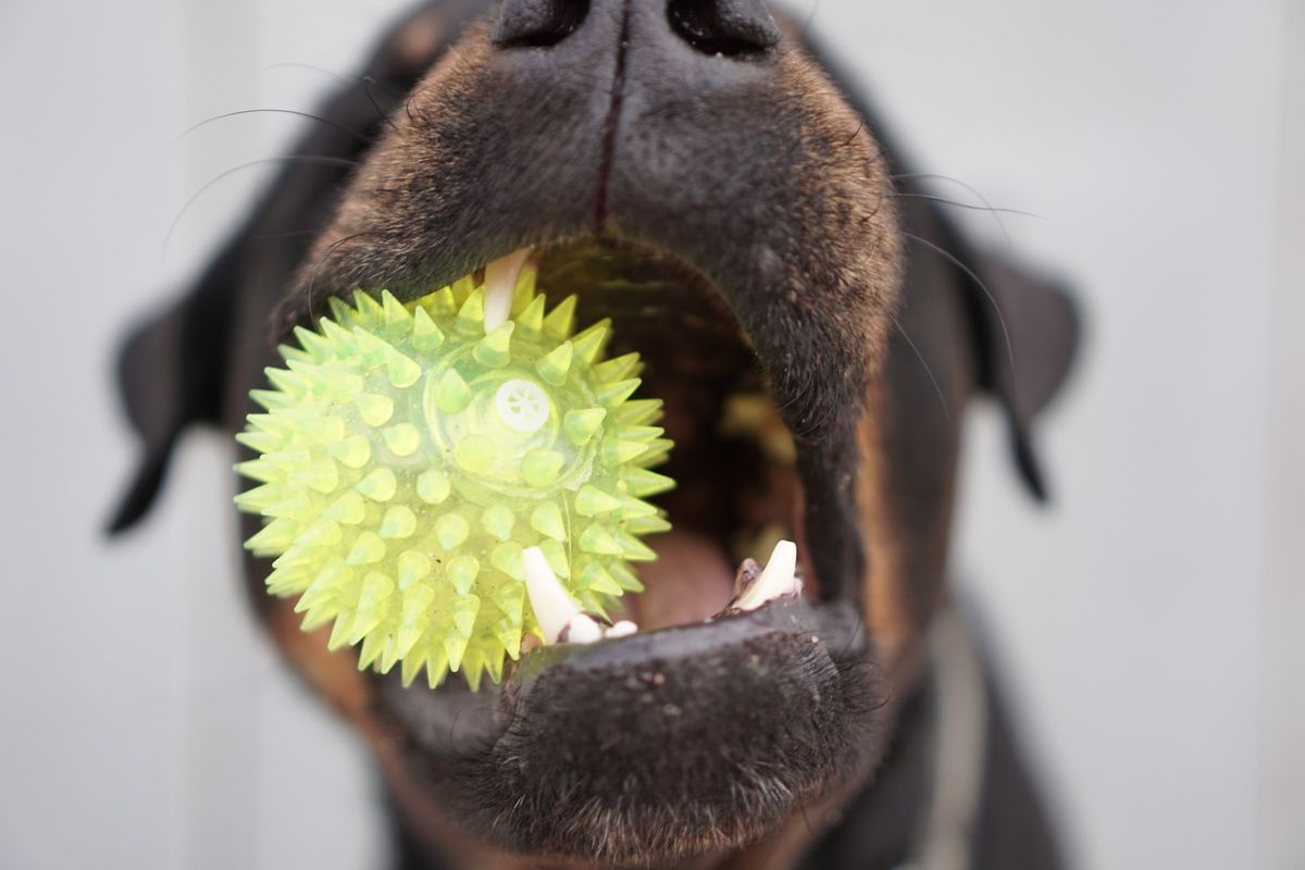 Brinquedos que Estimulam a Inteligência dos Pets