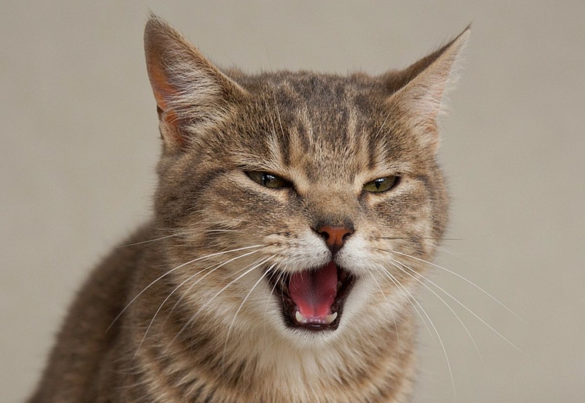 Gato Está Miando Demais